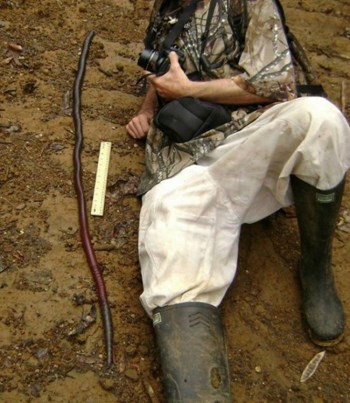 Một con giun đất có chiều dài trung bình khoảng một mét, chiều dài tối đa là hai mét. Ảnh: Odditycentral Một con giun đất có chiều dài trung bình khoảng một mét, chiều dài tối đa là hai mét. Ảnh: Odditycentral