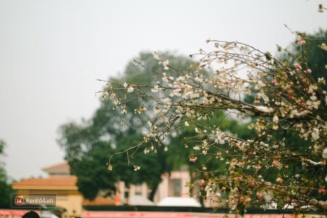Cuối tuần này, các bạn trẻ Hà Nội lại rủ nhau tới Lễ hội hoa anh đào - Ảnh 9.