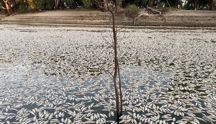 Cá chết ở Australia.