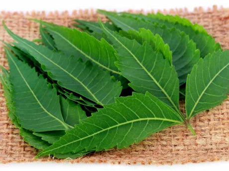 6 bài thuốc điều trị mụn rộp đơn giản và hiệu quả ngay tại nhà - Ảnh 3 6 bai thuoc dieu tri mun rop don gian va hieu qua ngay tai nha - Anh 3