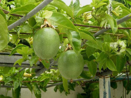 Hè này, trồng chanh leo phủ xanh sân thượng lại có thức uống đã đời - Ảnh 2 He nay, trong chanh leo phu xanh san thuong lai co thuc uong da doi - Anh 2