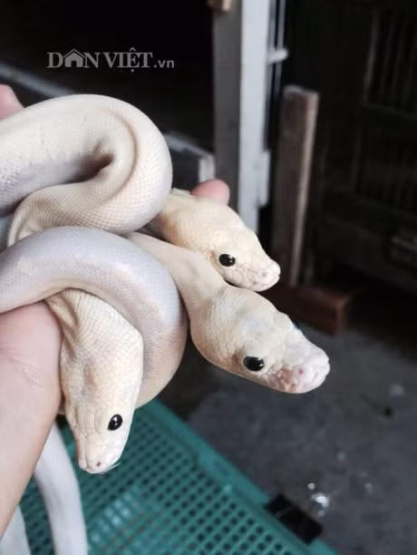 Chang trai tre he lo bi mat cach cho tran de nhieu nhu ga - Anh 6