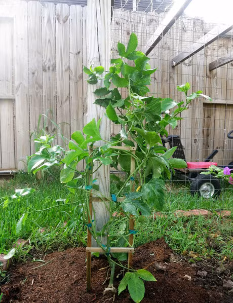 He nay, trong chanh leo phu xanh san thuong lai co thuc uong da doi - Anh 6