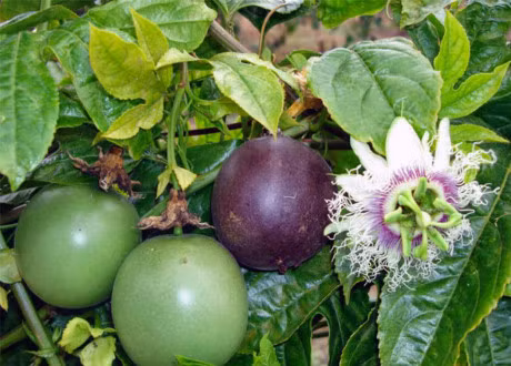 He nay, trong chanh leo phu xanh san thuong lai co thuc uong da doi - Anh 11