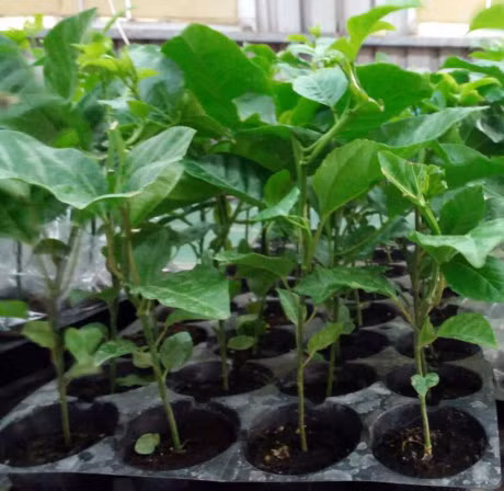 He nay, trong chanh leo phu xanh san thuong lai co thuc uong da doi - Anh 4