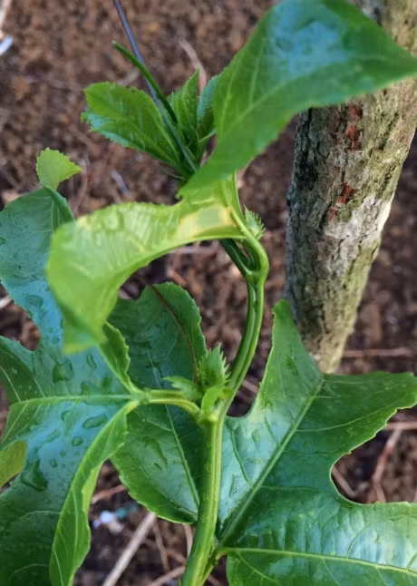 He nay, trong chanh leo phu xanh san thuong lai co thuc uong da doi - Anh 5