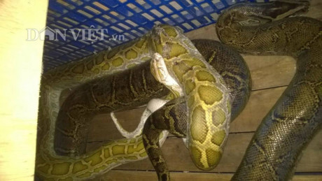Chàng trai trẻ hé lộ bí mật cách cho trăn đẻ nhiều như gà - Ảnh 2 Chang trai tre he lo bi mat cach cho tran de nhieu nhu ga - Anh 2