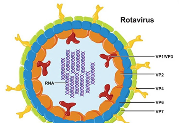 Dùng thuốc cầm tiêu chảy do Rotavirus cho trẻ - Nguy hiểm!