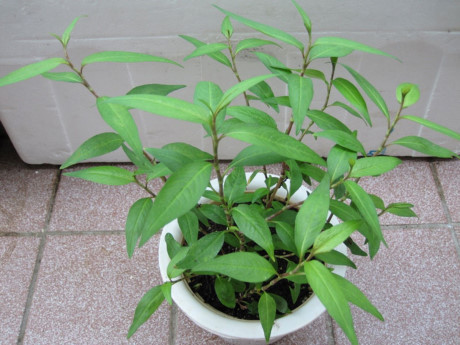 Kỹ thuật trồng và chăm sóc rau răm trong chậu - Ảnh 4 Ky thuat trong va cham soc rau ram trong chau - Anh 4