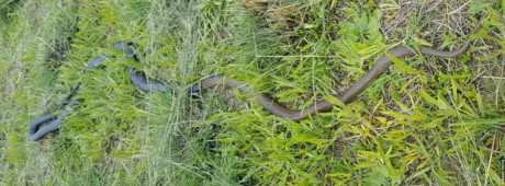 Lanh nguoi canh ran doc nuot chung dong loai - Anh 1