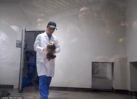 Hang trieu nguoi tan chay truoc ve dang yeu cua chu gau truc dau tien sinh ra tai Thuong Hai - Anh 3