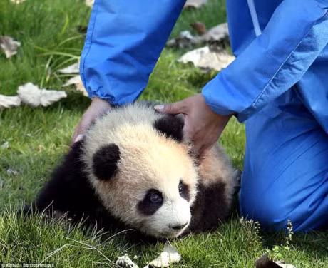 Hang trieu nguoi tan chay truoc ve dang yeu cua chu gau truc dau tien sinh ra tai Thuong Hai - Anh 11