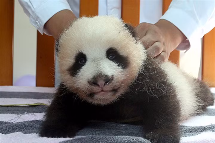 Hàng triệu người tan chảy trước vẻ đáng yêu của chú gấu trúc đầu tiên sinh ra tại Thượng Hải