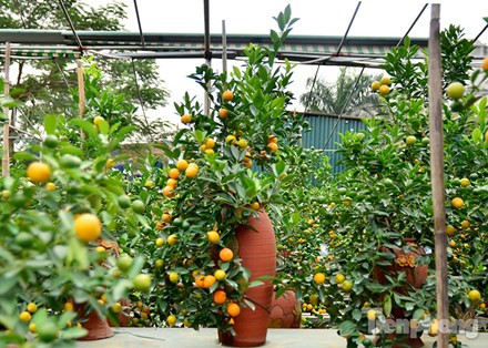 Hàng độc quất bonsai giá chục triệu cho thuê chơi Tết