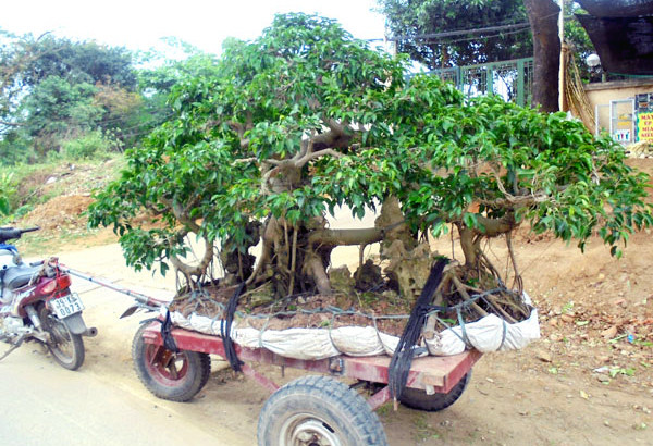 siêu cây cảnh, bán rong, Nam định, Sơn Tây, giá trị, cây cảnh, siêu-cây-cảnh, bán-rong siêu cây cảnh, bán rong, Nam định, Sơn Tây, giá trị, cây cảnh, siêu-cây-cảnh, bán-rong