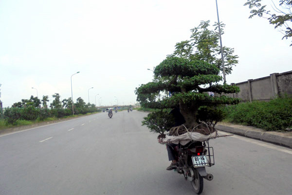 siêu cây cảnh, bán rong, Nam định, Sơn Tây, giá trị, cây cảnh, siêu-cây-cảnh, bán-rong siêu cây cảnh, bán rong, Nam định, Sơn Tây, giá trị, cây cảnh, siêu-cây-cảnh, bán-rong