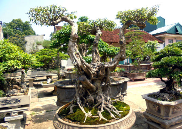 siêu cây cảnh, bán rong, Nam định, Sơn Tây, giá trị, cây cảnh, siêu-cây-cảnh, bán-rong siêu cây cảnh, bán rong, Nam định, Sơn Tây, giá trị, cây cảnh, siêu-cây-cảnh, bán-rong