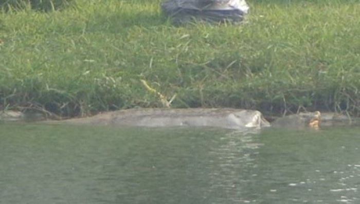 Cụ Rùa Hồ Gươm phơi mình sưởi nắng cu rua ho guom phoi minh suoi nang