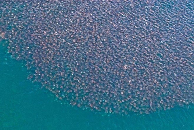 "Chúng là một trong những loài có khả năng nhào lộn bậc nhất trong thế giới đại dương", Aburto khẳng định. gv