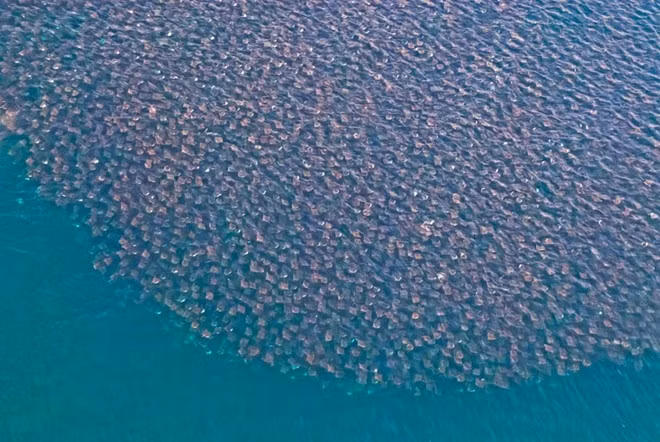 "Chúng là một trong những loài có khả năng nhào lộn bậc nhất trong thế giới đại dương", Aburto khẳng định. gv