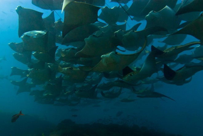 "Tôi cảm thấy may mắn vì tôi là một trong rất ít người chứng kiến sự kiện vô cùng hiếm của thiên nhiên", Aburto bình luận. Hàng nghìn cá đuối nhào lộn trên không