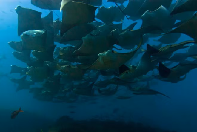 "Tôi cảm thấy may mắn vì tôi là một trong rất ít người chứng kiến sự kiện vô cùng hiếm của thiên nhiên", Aburto bình luận. Hàng nghìn cá đuối nhào lộn trên không