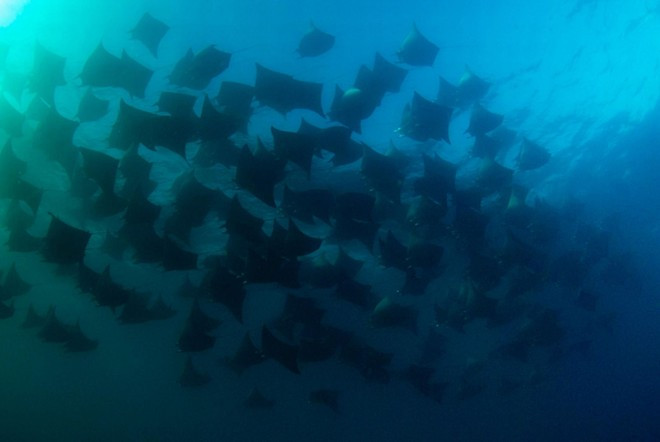 Vài con cá đuối còn rơi vào tàu của Aburto. ga