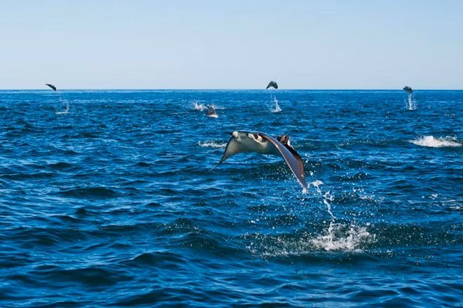 Những con cá đuối tỏ ra rất phấn khích. Chúng lao vọt lên độ cao 3 m. va