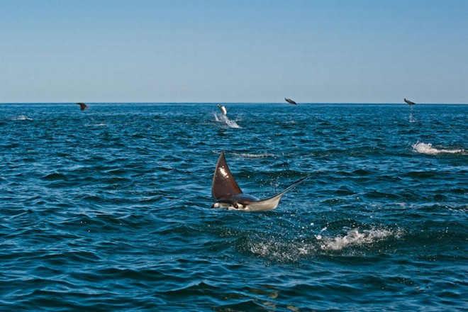 Tuy nhiên, vị giáo sư vẫn chưa hiểu nguyên nhân khiến cá đuổi đồng loạt lao lên không trung. va