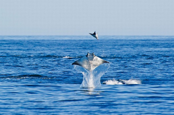 Hàng nghìn con cá đuối tập trung tại vùng biển xung quanh vị trí của Aburto. "Ngắm lũ cá đuối nhào lộn trên không là sự kiện khó tin và đáng nhớ đối với tôi", vị giáo sư 41 tuổi bình luận. ga