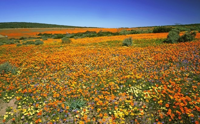 Vương quốc của những loài hoa quyến rũ nhất ở cực nam lục địa đen đã được UNESCO công nhận là một trong 18 điểm nóng đa dạng sinh học của thế giới. Tất cả có 9.250 loại thực vật không thể tìm thấy được ở nơi nào khác trên hành tinh. Tại đây, du khách có thể đi bộ qua mấy dặm giữa những nhấp nhô của thế giới thực vật, bao gồm hơn 600 loại cây thạch nam, 80 loại cây protea khổng lồ, và hơn 135 loại cây bụi buchus có mùi hương nồng nàn. Vương quốc của những loài hoa quyến rũ nhất ở cực nam lục địa đen đã được Unesco công nhận là một trong 18 điểm nóng đa dạng sinh học của thế giới. Tất cả có 9.250 loại thực vật không thể tìm thấy được ở nơi nào khác trên hành tinh. Tại đây, du khách có thể đi bộ qua mấy dặm giữa những nhấp nhô của thế giới thực vật, bao gồm hơn 600 loại cây thạch nam, 80 loại cây protea khổng lồ, và hơn 135 loại cây bụi buchus có mùi hương nồng nàn.