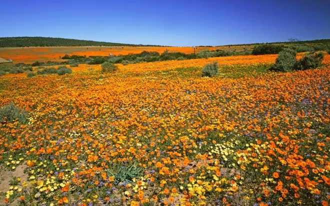 Vương quốc của những loài hoa quyến rũ nhất ở cực nam lục địa đen đã được Unesco công nhận là một trong 18 điểm nóng đa dạng sinh học của thế giới. Tất cả có 9.250 loại thực vật không thể tìm thấy được ở nơi nào khác trên hành tinh. Tại đây, du khách có thể đi bộ qua mấy dặm giữa những nhấp nhô của thế giới thực vật, bao gồm hơn 600 loại cây thạch nam, 80 loại cây protea khổng lồ, và hơn 135 loại cây bụi buchus có mùi hương nồng nàn.