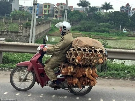 Tây ngỡ ngàng với xe máy ở Việt Nam