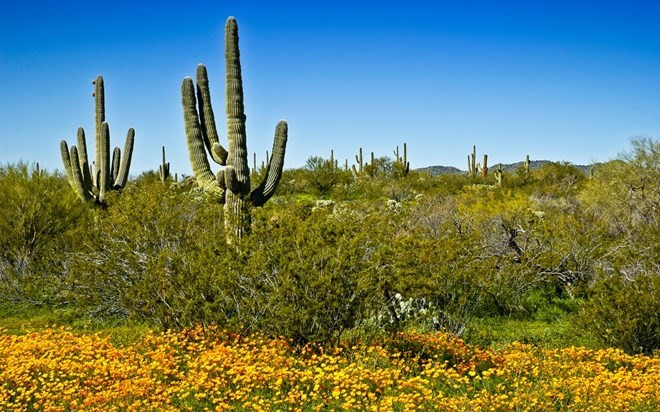 Trên nền sa mạc cằn cỗi, vào mùa hoa trăm hoa sẽ đua sắc tuyệt đẹp. Dù trườn xe lên con đường mòn hay đạp xe leo núi xuyên qua sa mạc đầy hoa sặc sỡ trong mùa xuân hoa nở đều đem lại cho bạn có cảm giác thật hoàn hảo. Trên nền sa mạc cằn cỗi, vào mùa hoa trăm hoa sẽ đua sắc tuyệt đẹp. Dù trườn xe lên con đường mòn hay đạp xe leo núi xuyên qua sa mạc đầy hoa sặc sỡ trong mùa xuân hoa nở đều đem lại cho bạn có cảm giác thật hoàn hảo.
