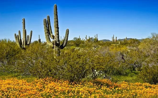 Trên nền sa mạc cằn cỗi, vào mùa hoa trăm hoa sẽ đua sắc tuyệt đẹp. Dù trườn xe lên con đường mòn hay đạp xe leo núi xuyên qua sa mạc đầy hoa sặc sỡ trong mùa xuân hoa nở đều đem lại cho bạn có cảm giác thật hoàn hảo. 