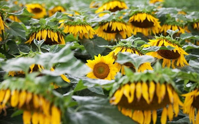 Thung lũng Kauai Lawai được mệnh danh là một trong những nơi ẩm ướt nhất trên thế giới. Do đó, hoa hướng dương có thể phát triển nhanh mà không cần bất kỳ sự chăm sóc chu đáo của bàn tay con người. Đây cũng là điều kiện tuyệt vời cho vô vàn các loại trái cây nhiệt đới hay rặng sanhô đỏ phát triển mạnh mẽ. Thung lũng Kauai Lawai được mệnh danh là một trong những nơi ẩm ướt nhất trên thế giới. Do đó, hoa hướng dương có thể phát triển nhanh mà không cần bất kỳ sự chăm sóc chu đáo của bàn tay con người. Đây cũng là điều kiện tuyệt vời cho vô vàn các loại trái cây nhiệt đới hay rặng sanhô đỏ phát triển mạnh mẽ.