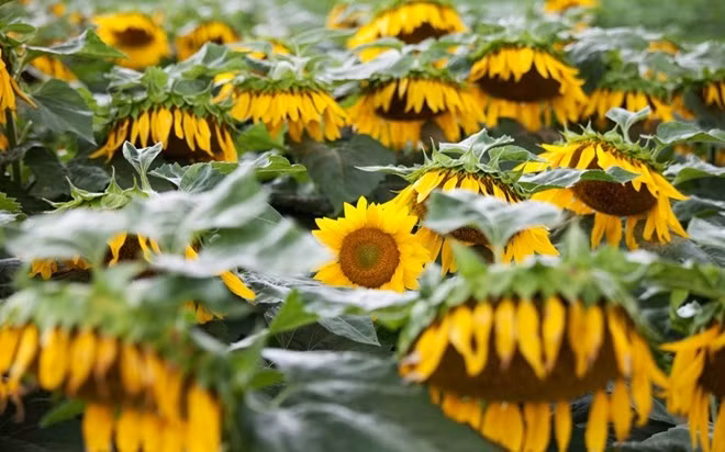 Thung lũng Kauai Lawai được mệnh danh là một trong những nơi ẩm ướt nhất trên thế giới. Do đó, hoa hướng dương có thể phát triển nhanh mà không cần bất kỳ sự chăm sóc chu đáo của bàn tay con người. Đây cũng là điều kiện tuyệt vời cho vô vàn các loại trái cây nhiệt đới hay rặng sanhô đỏ phát triển mạnh mẽ.