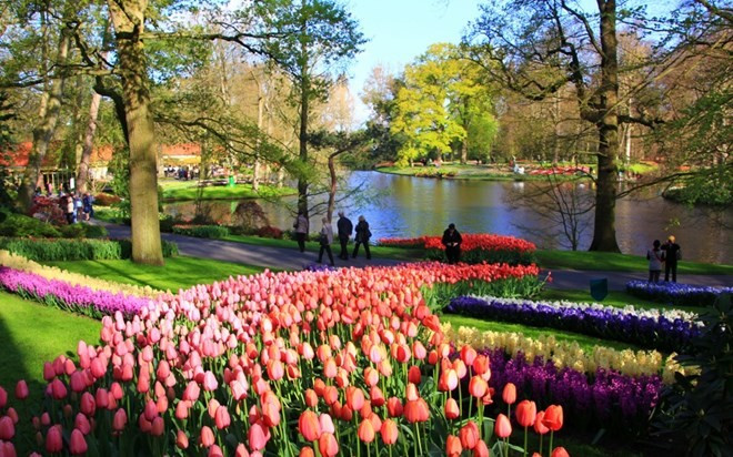 Cách thủ đô Amsterdam khoảng 60 phút đi tàu, vườn Keukenhof thuộc thị trấn Lisse với diện tích 32 ha được bao phủ bởi những loài hoa rực rỡ sắc màu. Khách tham quan sẽ không khỏi choáng ngợp trước vẻ đẹp của hơn 7 triệu loài hoa bao gồm hoa thủy tiên, hoa tulip, hoa lục bình… Số lượng khách tham quan công viên luôn được giới hạn để đảm bảo không làm ảnh hưởng đến cảnh quan. Trong khoảng thời gian mở cửa từ 20/3 – 17/4, mỗi năm, khu vườn thu hút hơn một triệu du khách. Cách thủ đô Amsterdam khoảng 60 phút đi tàu, vườn Keukenhof thuộc thị trấn Lisse với diện tích 32 ha được bao phủ bởi những loài hoa rực rỡ sắc màu. Khách tham quan sẽ không khỏi choáng ngợp trước vẻ đẹp của hơn 7 triệu loài hoa bao gồm hoa thủy tiên, hoa tulip, hoa lục bình… Số lượng khách tham quan công viên luôn được giới hạn để đảm bảo không làm ảnh hưởng đến cảnh quan. Trong khoảng thời gian mở cửa từ 20/3 – 17/4, mỗi năm, khu vườn thu hút hơn một triệu du khách.
