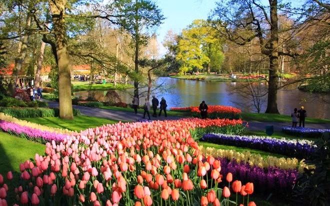 Cách thủ đô Amsterdam khoảng 60 phút đi tàu, vườn Keukenhof thuộc thị trấn Lisse với diện tích 32 ha được bao phủ bởi những loài hoa rực rỡ sắc màu. Khách tham quan sẽ không khỏi choáng ngợp trước vẻ đẹp của hơn 7 triệu loài hoa bao gồm hoa thủy tiên, hoa tulip, hoa lục bình… Số lượng khách tham quan công viên luôn được giới hạn để đảm bảo không làm ảnh hưởng đến cảnh quan. Trong khoảng thời gian mở cửa từ 20/3 – 17/4, mỗi năm, khu vườn thu hút hơn một triệu du khách. 