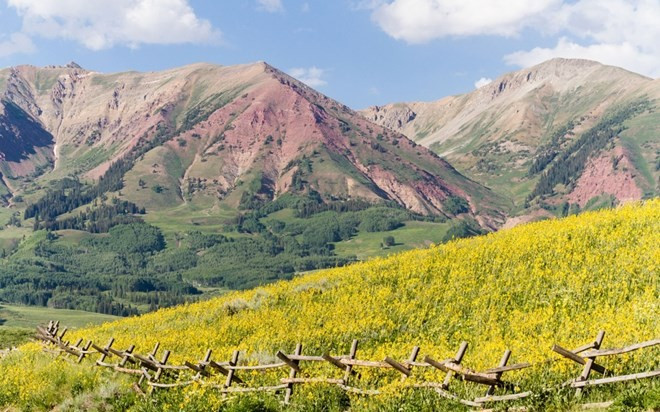 Cao nguyên Colorado, Mỹ trở thành một bức tranh thiên nhiên tuyệt đẹp với những khóm hoa dại màu vàng và tím khi gặp thời tiết lý tưởng. Những bông hoa dại Scorpion weed màu tím và Bee plant màu vàng nở rộ trên sa mạc cằn cỗi tạo nên một tấm thảm khổng lồ, đẹp đến lạ kỳ. Tuy nhiên, bức tranh thiên nhiên này chỉ tồn tại ngắn ngủi trong vài ngày và nó phụ thuộc vào lượng mưa trong mùa đông cũng như độ ẩm trong lòng đất. Cao nguyên Colorado, Mỹ trở thành một bức tranh thiên nhiên tuyệt đẹp với những khóm hoa dại màu vàng và tím khi gặp thời tiết lý tưởng. Những bông hoa dại Scorpion weed màu tím và Bee plant màu vàng nở rộ trên sa mạc cằn cỗi tạo nên một tấm thảm khổng lồ, đẹp đến lạ kỳ. Tuy nhiên, bức tranh thiên nhiên này chỉ tồn tại ngắn ngủi trong vài ngày và nó phụ thuộc vào lượng mưa trong mùa đông cũng như độ ẩm trong lòng đất.