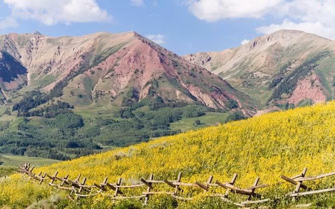 Cao nguyên Colorado, Mỹ trở thành một bức tranh thiên nhiên tuyệt đẹp với những khóm hoa dại màu vàng và tím khi gặp thời tiết lý tưởng. Những bông hoa dại Scorpion weed màu tím và Bee plant màu vàng nở rộ trên sa mạc cằn cỗi tạo nên một tấm thảm khổng lồ, đẹp đến lạ kỳ. Tuy nhiên, bức tranh thiên nhiên này chỉ tồn tại ngắn ngủi trong vài ngày và nó phụ thuộc vào lượng mưa trong mùa đông cũng như độ ẩm trong lòng đất. 