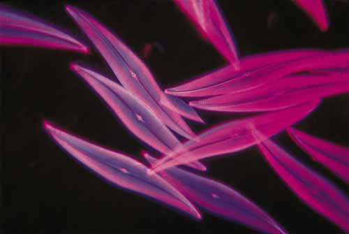 9 bí ẩn thú vị khoa học không thể giải thích ảnh 6 - 6