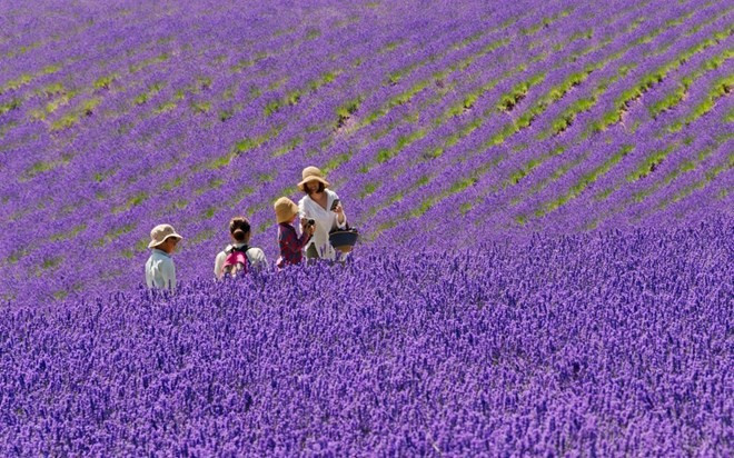 Mới đầu nhìn bức ảnh này, bạn sẽ giật mình tưởng đây là Provence – xứ sở hoa oải hương ở Pháp, nhưng không phải. Bức ảnh này được chụp ở tỉnh Hokkaido, phía bắc Nhật Bản. Thời tiết ôn đới ấm áp tương tự như ở châu Âu là điều kiện lý tưởng để loài hoa này phát triển. Mới đầu nhìn bức ảnh này, bạn sẽ giật mình tưởng đây là Provence – xứ sở hoa oải hương ở Pháp, nhưng không phải. Bức ảnh này được chụp ở tỉnh Hokkaido, phía bắc Nhật Bản. Thời tiết ôn đới ấm áp tương tự như ở châu Âu là điều kiện lý tưởng để loài hoa này phát triển.