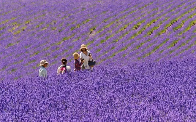 Mới đầu nhìn bức ảnh này, bạn sẽ giật mình tưởng đây là Provence – xứ sở hoa oải hương ở Pháp, nhưng không phải. Bức ảnh này được chụp ở tỉnh Hokkaido, phía bắc Nhật Bản. Thời tiết ôn đới ấm áp tương tự như ở châu Âu là điều kiện lý tưởng để loài hoa này phát triển. 