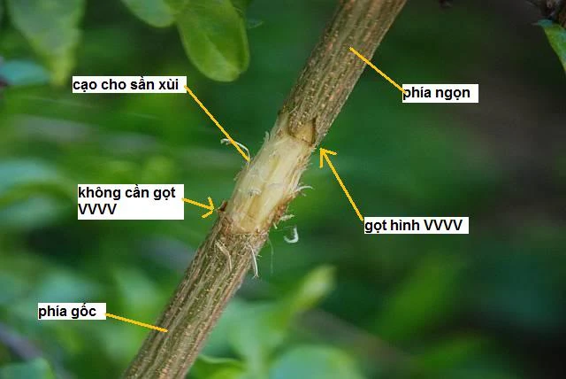 Hướng dẫn trồng hồng xiêm chiết mau ra quả, năng suất cao