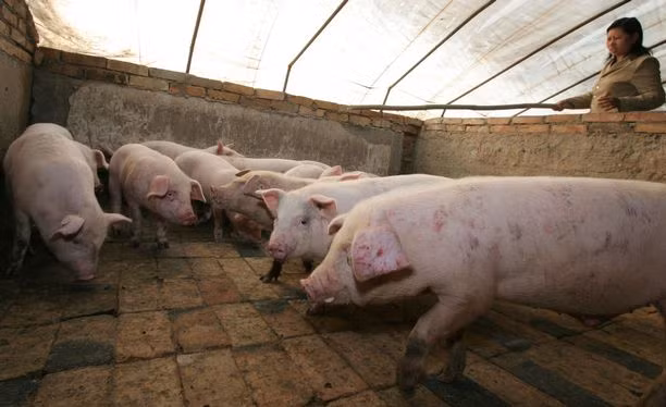 Nhiều vi khuẩn chết người có thể lây giữa động vật và con người.