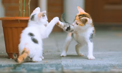 Ngắm những chú mèo đùa nghịch hồn nhiên như trẻ thơ