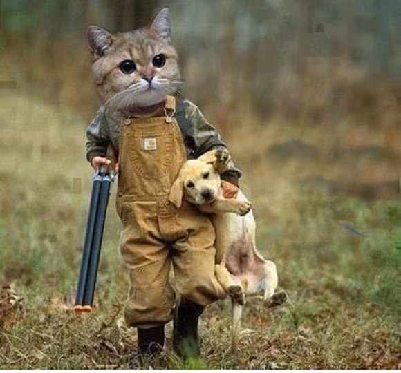 i những hình ảnh hài hước của loài mèo p3 10