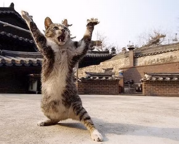 i những hình ảnh hài hước của loài mèo p3 7