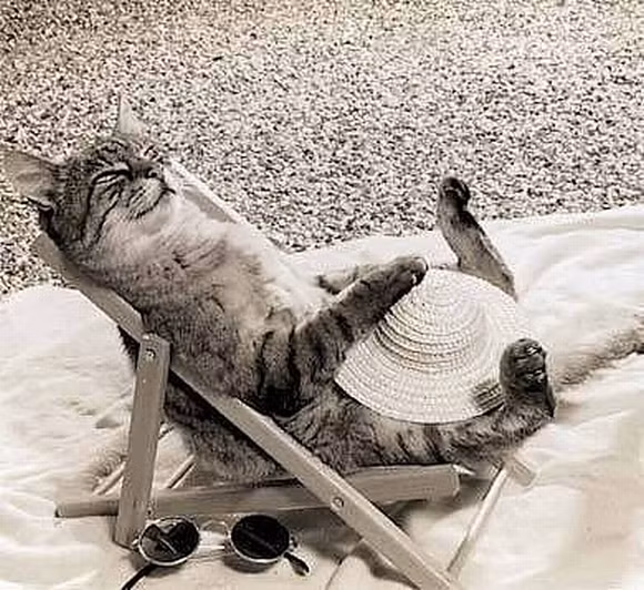 i những hình ảnh hài hước của loài mèo p3 16